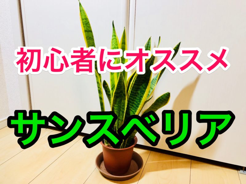 観葉植物初心者にオススメの サンスベリア を育ててみた ナルポッド